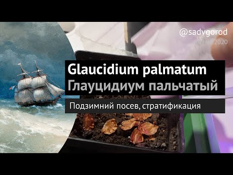 Видео: Glaucidium palmatum (Глауцидиум пальчатый) — посев семян и подготовка к стратификации