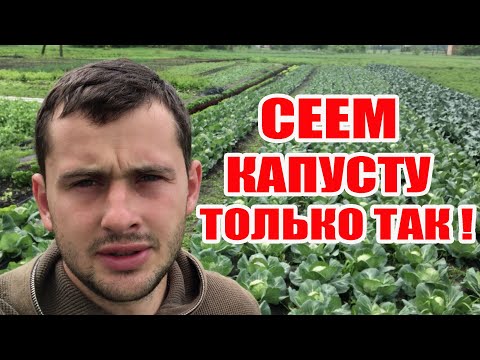 Видео: Капуста будет раньше чем на базаре ! Выращивание ранней капусты  брокколи и цветной