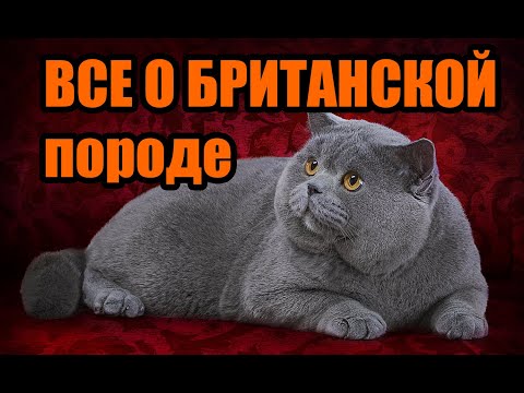 Видео: №159 Все о британской породе кошек (#британские #кошки #happy #cats)