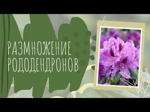 Видео: Размножение рододендронов