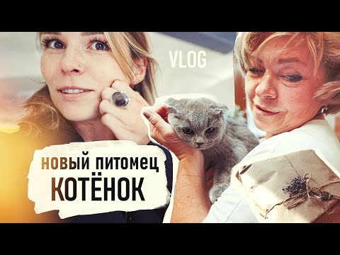 Видео: НОВЫЙ котик, СТРИЖКА,Отмыв ЗОЛОТА,ИДЕАЛЬНОЕ Постельное и НА ЛЮДЯХ НЕ ПРИЛИЧНО VLOG- Senya Miro