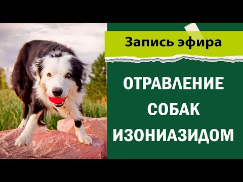 Видео: как спасти от Отравления собаку | изониазид и дог хантеры
