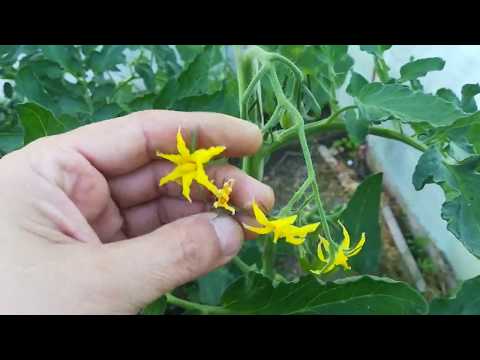 Видео: Ранни домати:опадане на цвета