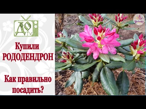 Видео: Купили РОДОДЕНДРОН. Как ПРАВИЛЬНО ПОСАДИТЬ? Закисляем почву