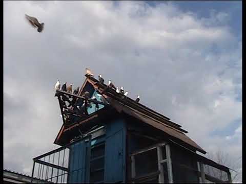 Видео: Старокиевские и киевские светляки. Часть 1.