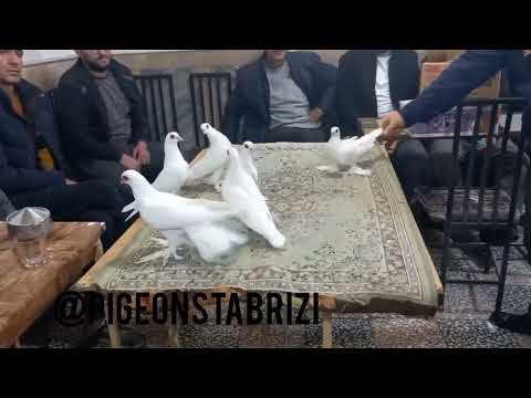 Видео: Выставка голубей в Иране Табриз,Exhibition of pigeons in Iran Tabrizi❗❗❗🕊معرض الحمام في إيران تبريز