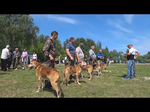 Видео: Выставка охотничьих собак.г Пенза 29.05.2021