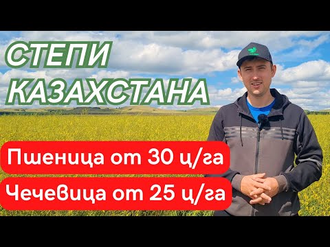 Видео: Объезд полей. Пшеница, красная чечевица и донник в Казахстане. Евгений Пересунько.