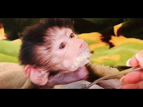 Видео: ВЫ ХОТИТЕ ПОСМЕЯТЬСЯ- посмотрите как Люся ест!