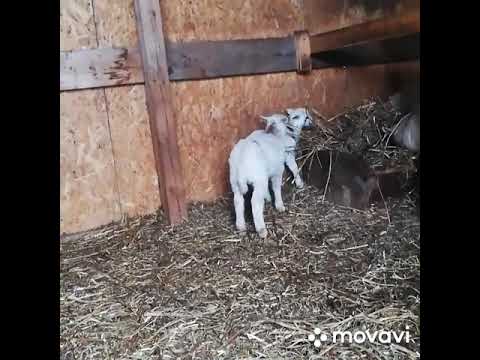 Видео: Катумские, ягнята.