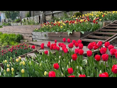 Видео: ОСЕНЬ - ВРЕМЯ САЖАТЬ ТЮЛЬПАНЫ |Обзор самых красивых сортов за все годы выращивания