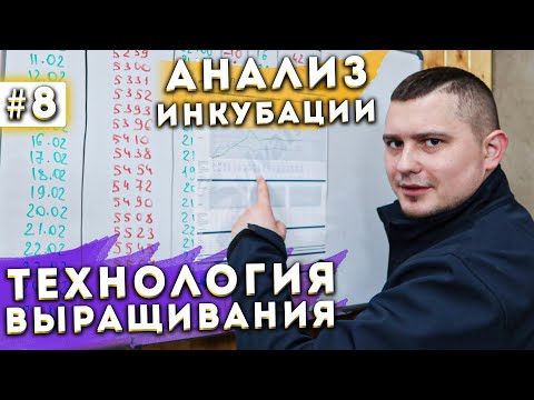 Видео: #8 Аналитика Фазы Инкубации. Выращивание Шампиньонов