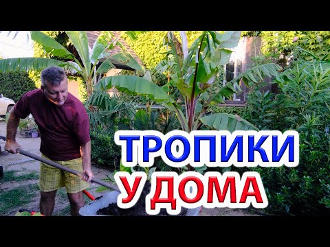 Видео: Тропики у дома в Ростове-на-Дону. Цветение бананов.