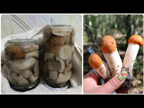 Видео: Як маринувати Красноголовці щоб вони були світлі в баночках 🍄‍🟫 Лайфхак Рецепт маринованих грибів 