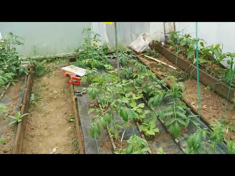 Видео: Предпазване на доматите чрез контрол на инсектите