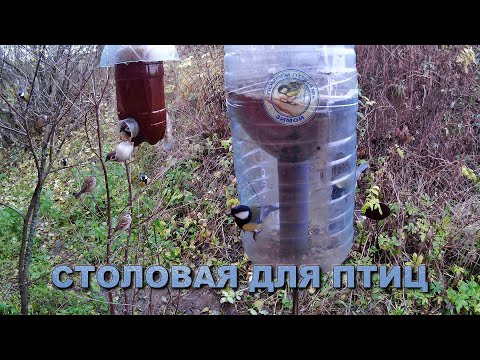 Видео: Кормушка для птиц 31 октября 2025 года (08)