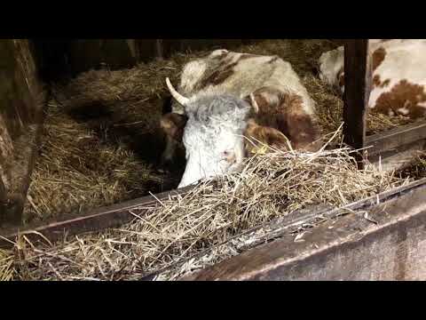 Видео: Кормление коровы после отела. Симменталы .КФХ Мжельская Светлана Ивановна.