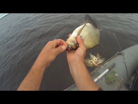 Видео: Ловля леща на кольцо (бешеный клев)