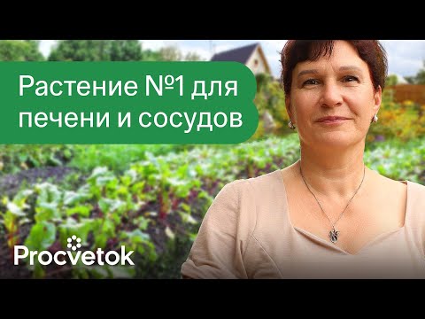 Видео: 90% ЛЮДЕЙ ВЫБРАСЫВАЕТ ЭТО СРЕДСТВО ДЛЯ ПОХУДЕНИЯ, СНИЖЕНИЯ ДАВЛЕНИЯ И ЗДОРОВЬЯ ПЕЧЕНИ!