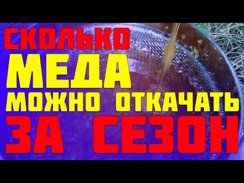 Видео: Сколько меда можно откачать с одной пчелиной семьи в лучшем и худшем случае