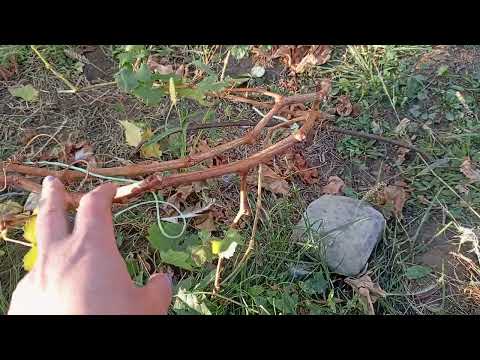 Видео: Осенние работы на винограднике,не красивое видео)))