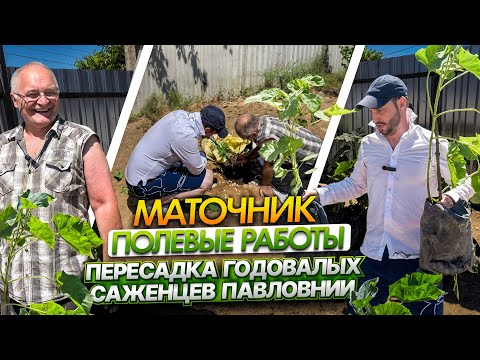 Видео: Пересадка годовалых саженцев павловнии: Советы и опыт Георгия Витальевича | Phoenix Garden