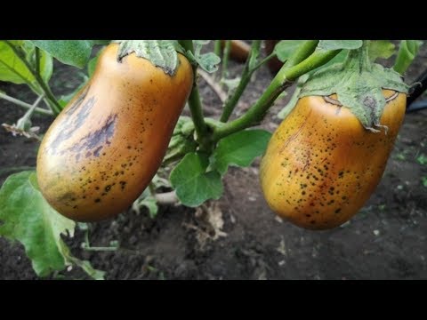 Видео: КАК СОБРАТЬ УРОЖАЙНЫЕ СЕМЕНА БАКЛАЖАН.