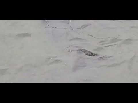 Видео: Корм из Китая 