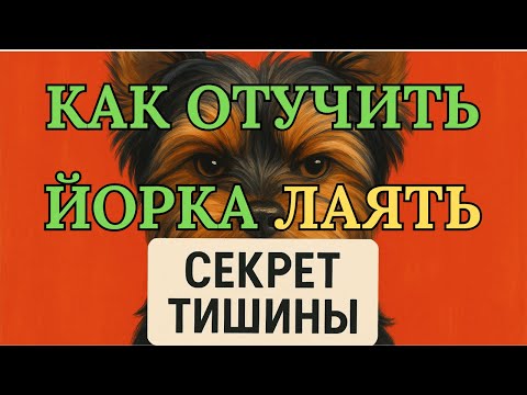 Видео: Как отучить йорка лаять на всех подряд! #дрессировкайорка #йоркширскийтерьер #йорк #лай #собака