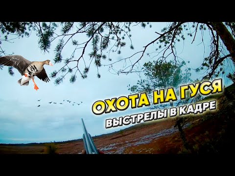 Видео: Охота на гуся. Весна 2023. Болота Архангельска