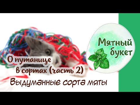 Видео: О путанице в сортах (ч.2). Выдуманные сорта мяты