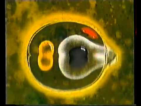 Видео: Размножение хламидомонады