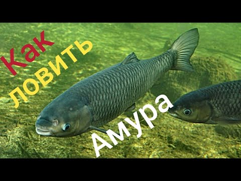 Видео: Рыбалка в завораживающей  пустыне " Кызылкум ". (Fishing in the bewitching desert "Kyzylkum" )