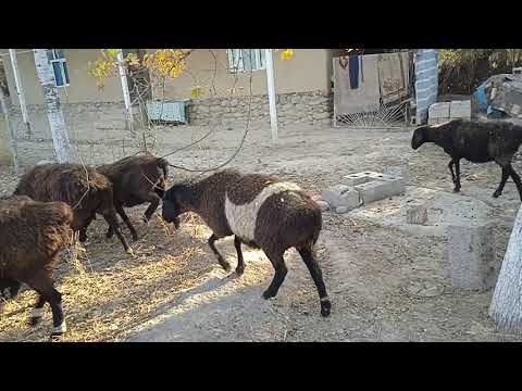 Видео:  11 ноябри 2025г Совлуқҳои бугузи фуруши 988279820 Ватсап 