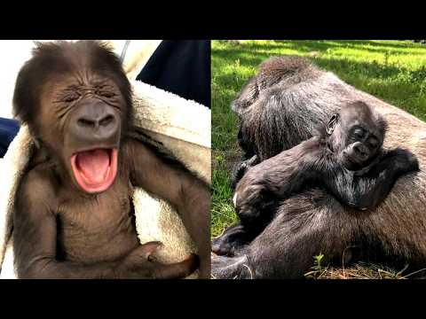 Видео: Горилла, которая нашла материнскую любовь и большую семью!