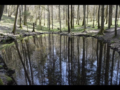Видео: Зона исцеления или гиблое место?! Покайнский лес - аномальная зона! (Pokaiņu mežs, Latvija)