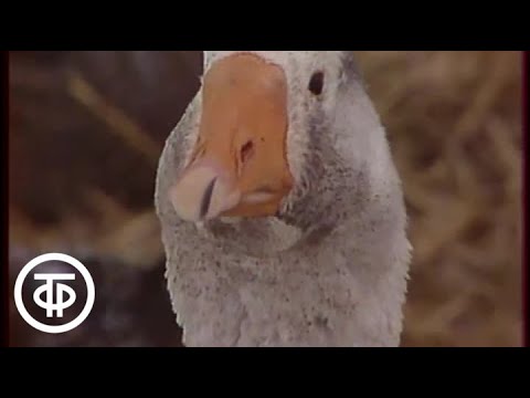 Видео: ...До 16 и старше. Дата эфира 26.01.1988. Часть 1 (1988)