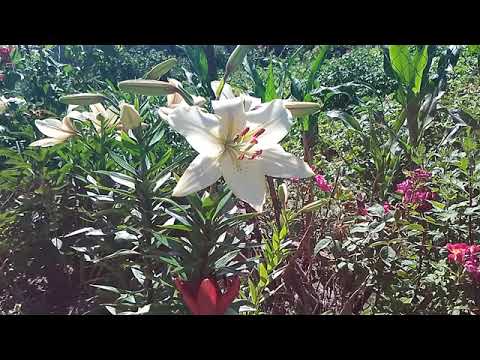 Видео: Лилии раннего периода цветения
