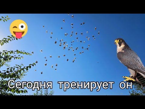 Видео: Лучшая тренировка с хищником