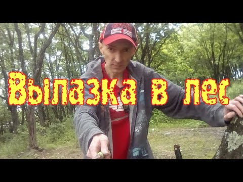 Видео: Вылазка в лес 🏞🔥🍢🇷🇺 #лес #костёр #вылазка #пикник