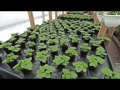 Видео: Мы вернулись. Обживаем новую теплицу