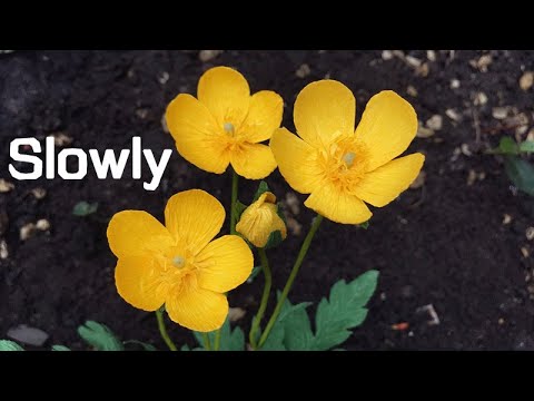 Видео: ABC TV | Как сделать цветок из бумаги-лютика из крепированной бумаги (медленно)
