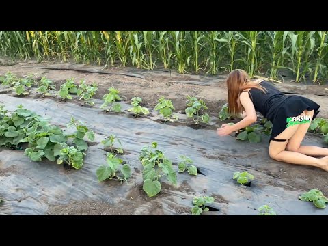 Видео: РАБОТАЕМ С КРАСОТКОЙ НА ДАЧЕ С ОГУРЧИКАМИ 