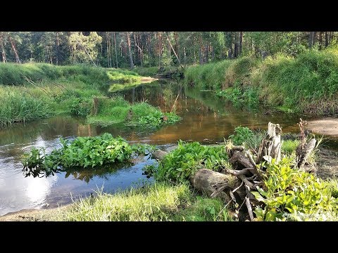 Видео: ЛОВЛЯ ГОЛАВЛЯ НА КРАСИВОЙ МИКРОРЕЧКЕ в Калининградской области. ЩУКА | ЗАПЕКАНИЕ рыбы в фольге.