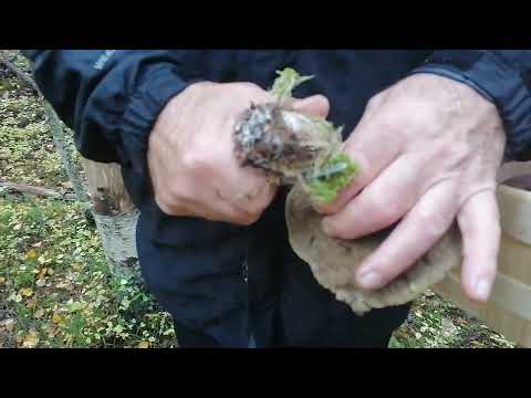 Видео: Закрываем грибной сезон. (11.10.2025)