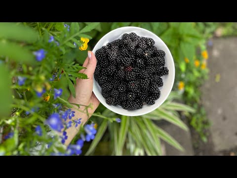 Видео: Мой первый сад. Шью и вышиваю.