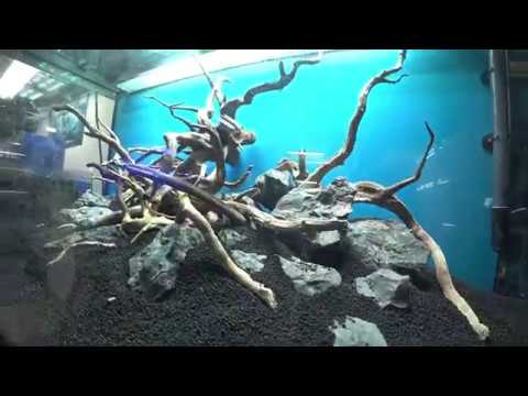 Видео: Запуск аквариума травника 400 литров. Prodibio Ambassadors