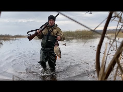 Видео: ДУШЕВНАЯ ОХОТА С ПОДСАДНОЙ уткой! Весна пришла. Обо всем понемногу. ВЕСЕННЯЯ ОХОТА!