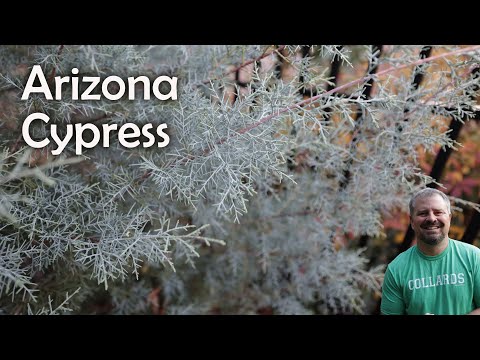 Видео: Каролинский сапфир Аризонский кипарис - Cupressus arizonica
