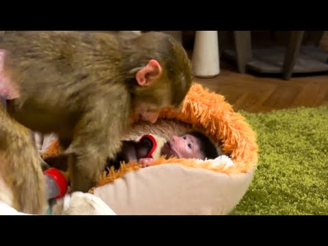 Видео: Анфиса пока ТОЛЬКО УЧИТЬСЯ ЗАБОТИТЬСЯ О Николь и ЛАСТИТСЯ, после своего нападения к Денису!)) 